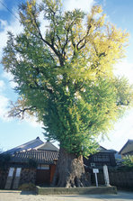 arita.jpg