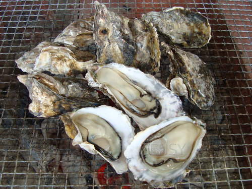 竹崎カキ-1.jpg