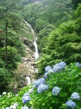 あじさいまつり 043.JPG