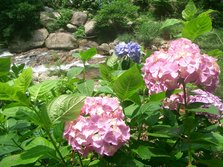あじさいまつり 050.JPG