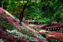 大興善寺のツツジ（基山町）