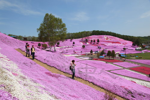 东藻琴芝樱公园０２.JPG