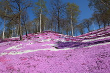 东藻琴芝樱公园０６.JPG
