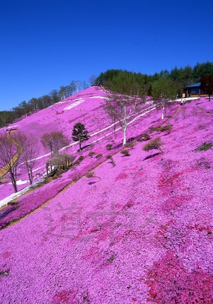 东藻琴芝樱公园０８.jpg