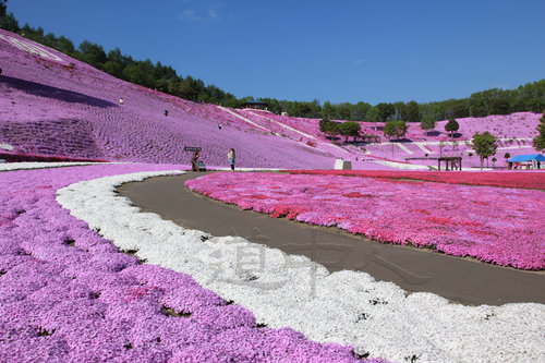 东藻琴芝樱公园１４.JPG