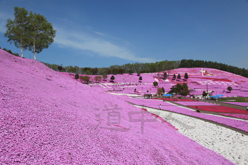 东藻琴芝樱公园０５.JPG