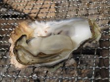 花房里的牡蛎烧烤3