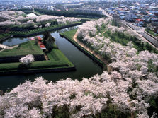 北海道樱花全般