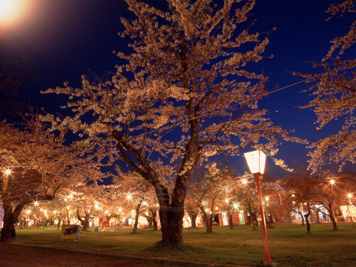 1158001桜まつり、森町、春、イベント、花、夜景、サクラ、11007