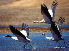 Bird_Crane_01_404_1024.jpg