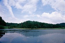 樫原湿地的朱兰花