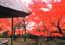 红叶九年庵