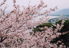 唐津城の桜（唐津市）　福５