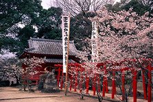 小城公園の桜（小城市）