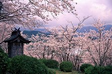 小城公園の桜（小城市）