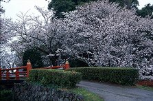 旭ヶ岡公園の桜（鹿島市）