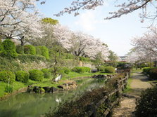 旭ヶ岡公園の桜（鹿島市）