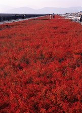 シチメンソウ（東与賀町）