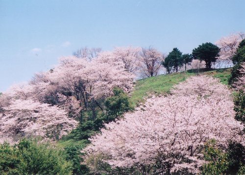 金立公園の桜（佐賀市）　福４