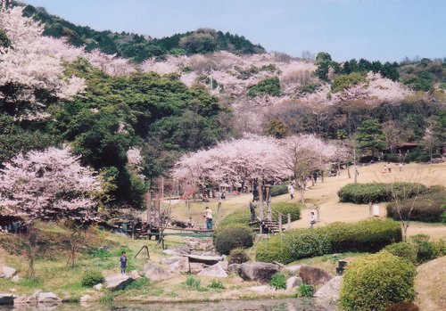 金立公園の桜（佐賀市）　福２