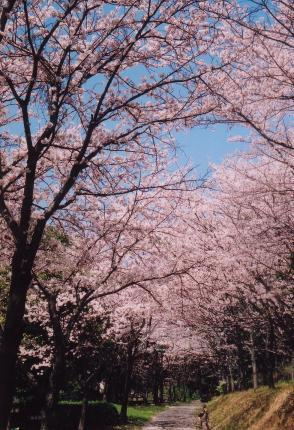 金立公園の桜（佐賀市）　福６