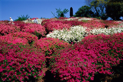 歌垣公園のツツジ（白石町）