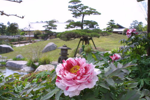 ぼたんと緑の丘（唐津市肥前町）