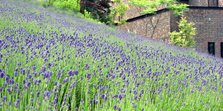 チャイナ・オン・ザ・パークのラベンダー園