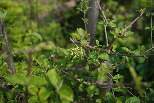 DSC_9696.JPG