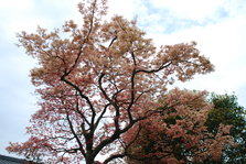 DSC_9789.JPG