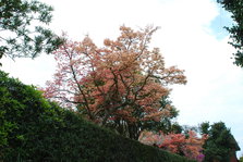 DSC_9790.JPG
