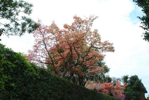 DSC_9790.JPG