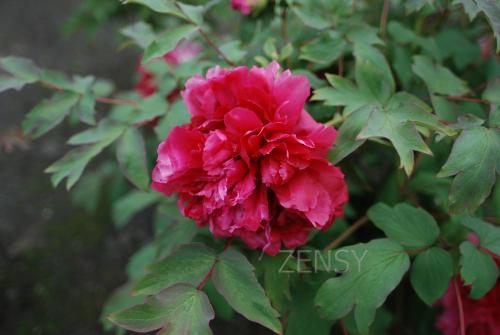 DSC_9843.JPG