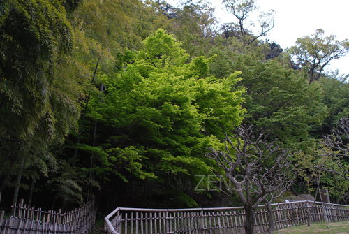 DSC_9878.JPG
