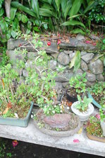 DSC_9793.JPG