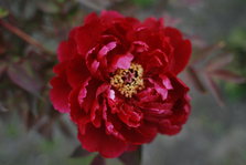 DSC_9844.JPG