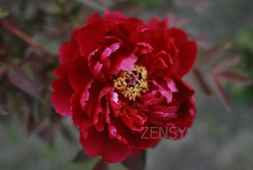 DSC_9844.JPG