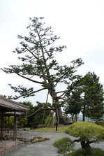 DSC_9856.JPG