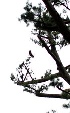 DSC_9866.JPG