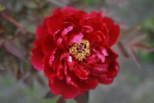 DSC_9844.JPG