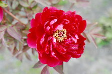 DSC_9845.JPG