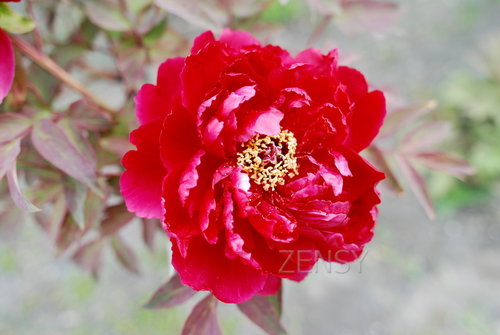 DSC_9845.JPG