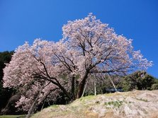 百年桜