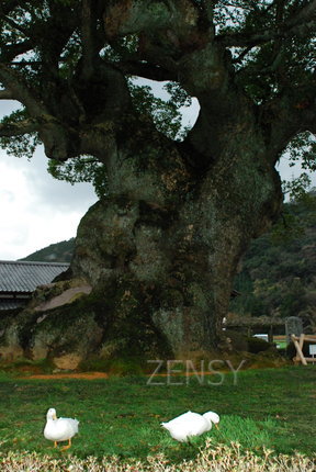 川古のクス004