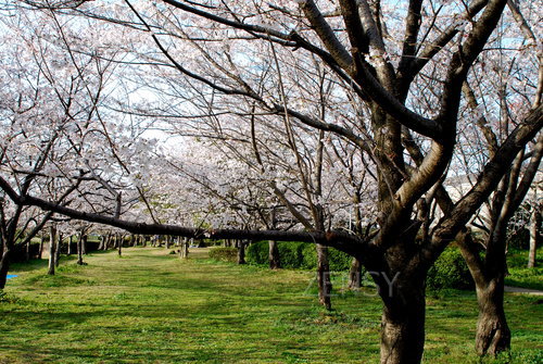 DSC_8779.JPG