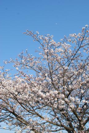 DSC_8781.JPG