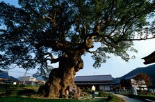 川古の大楠