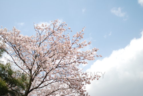 DSC_9118.JPG