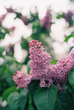 札幌丁香花节