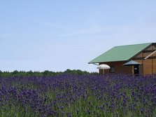 天山薰衣草